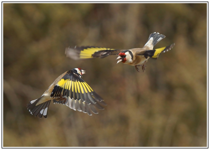 Chardonnerets combat (4).jpg